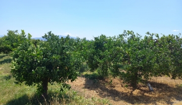 Πωλείται αγροτεμάχιο-οικόπεδο 15 στρέμματα στην Νέα Κίο Αργολίδας (2)