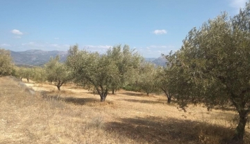 Πωλείται αγρόκτημα με ελιές 10 στρέμματα στο Μπόρσα Αργολίδας.