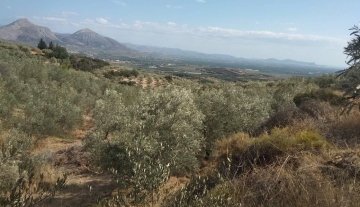 Πωλείται αγρόκτημα με ελιές 8 στρέμματα στο Μπόρσα Αργολίδας