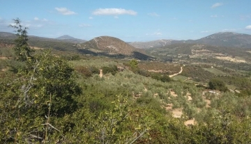 Πωλείται αγρόκτημα με ελιές 10 στρέμματα στο Μπόρσα Αργολίδας