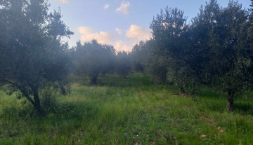 Πωλείται αγροτεμάχιο 9,5 στρέμματα με ελιές στα Δερβενάκια Αργολίδας