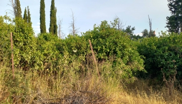 Πωλείται στο Νέο Ροεινό Αργολίδας αγρόκτημα-οικόπεδο 