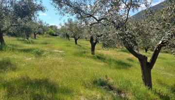 Πωλειται αγρόκτημα 30 στρεμματα στην Λυρκεια Αργολίδας
