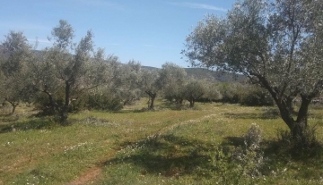 Πωλείται στην περιοχή Αγία Μαρίνα-Αγριλιτσα Καρυάς αγρόκτημα 16 στρέμματα