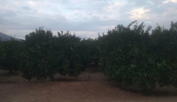 Πωλείται αγρόκτημα 15 στρέμματα στο Ίναχο Αργολίδας 