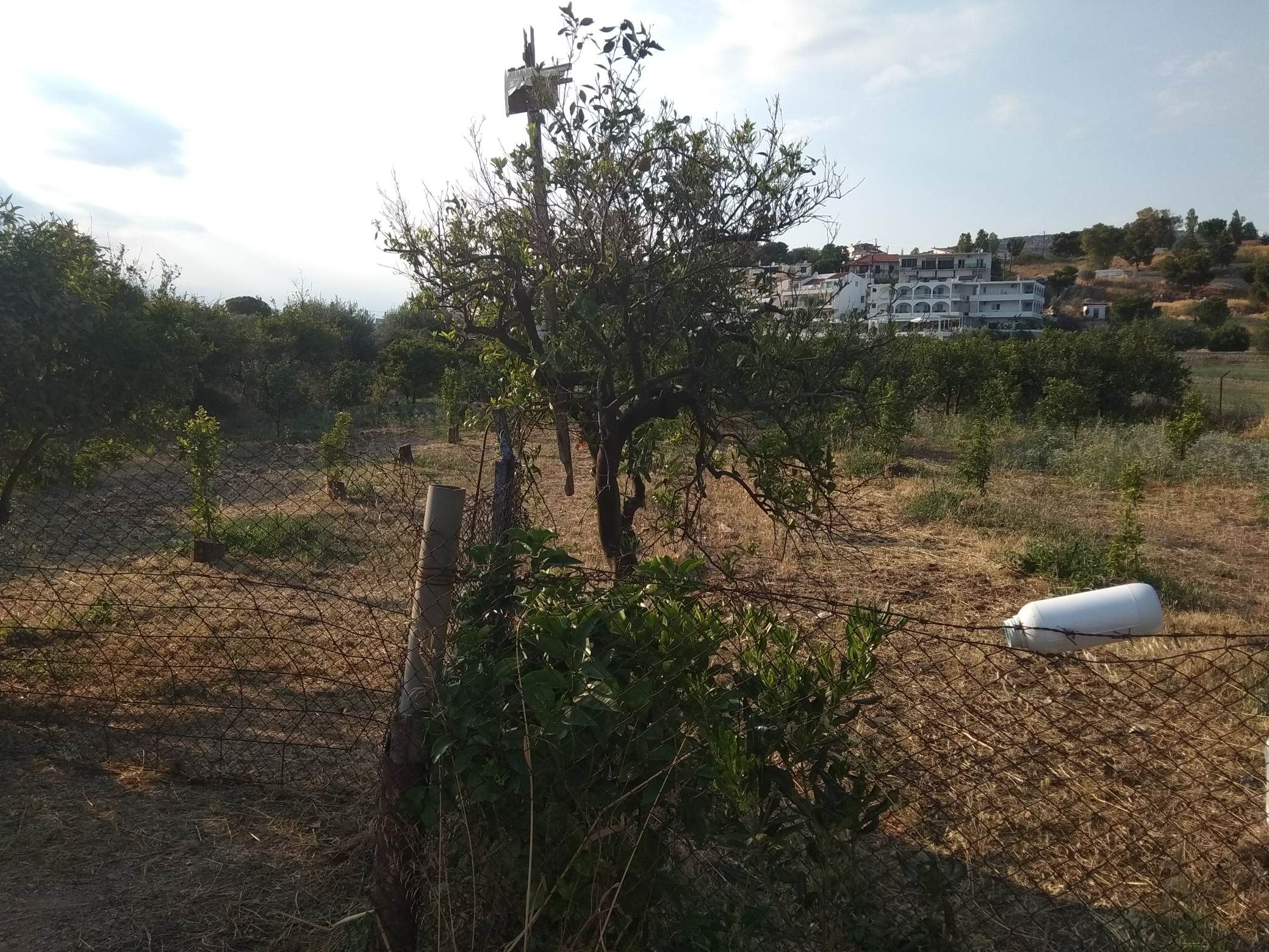 forsale-plotofand-plakadrepanou-argolida5.jpg