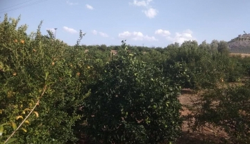 Πωλείται αγροτεμάχιο 11 στρέμματα στην Ακοβα Άργους